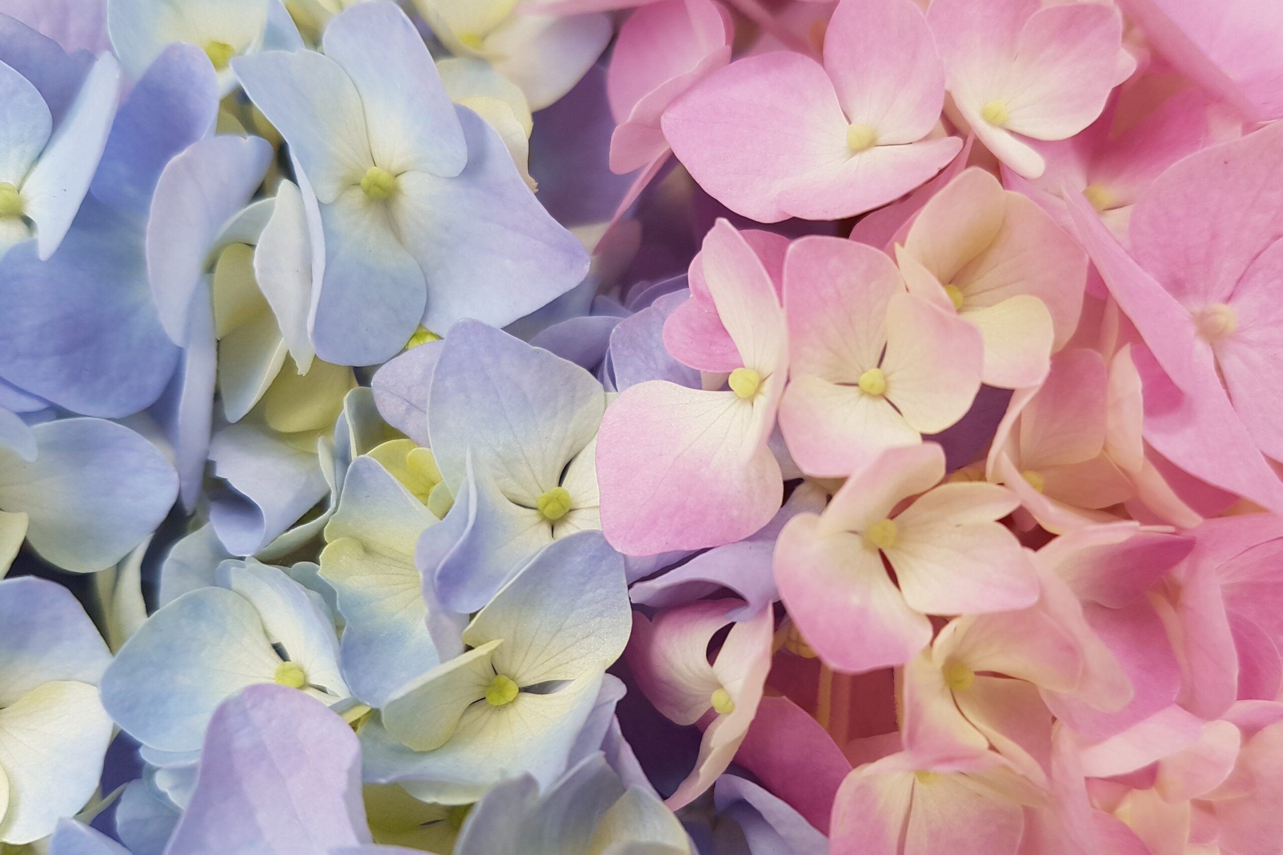 Bloemen achtergrond digitaal greenscreen